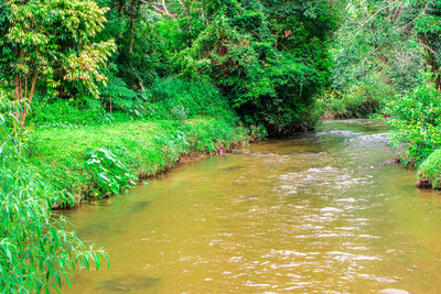 River flowing amidst trees in forest