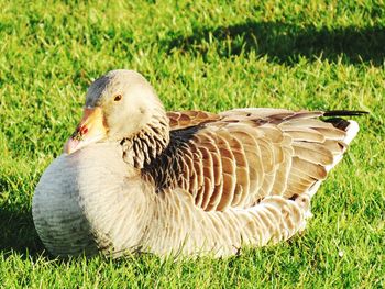 Close-up of duck on field