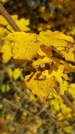 Close-up of yellow leaf