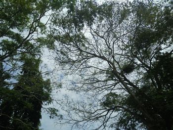 Low angle view of trees in forest against sky