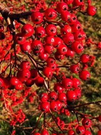 Close-up of red berries on tree
