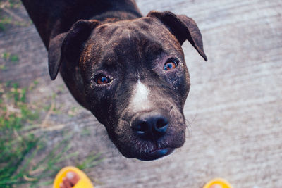 Close-up portrait of dog with ball in mouth