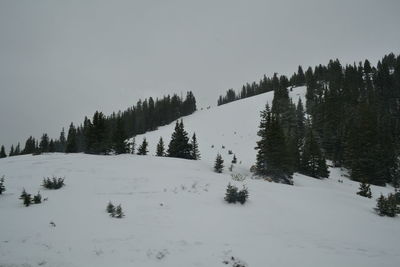 Scenic view of snow covered landscape