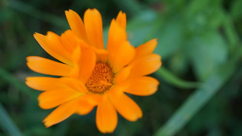 Close-up of yellow flower