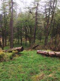 Trees in forest