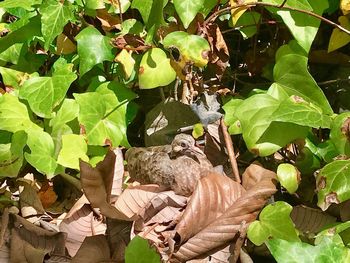 View of an animal on leaves