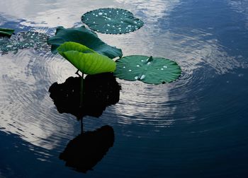 High angle view of lotus leaves floating on lake