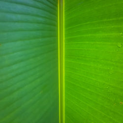 Full frame shot of green leaf