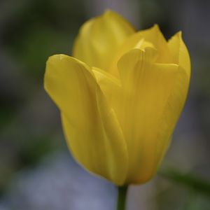 Close-up of yellow tulip