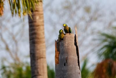 Red-bellied macaws perching on top of a palm tree stump