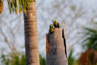 Close-up of bird perching on tree