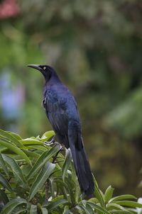 Close-up of bird perching on plant