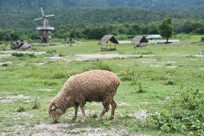 Sheep grazing on field