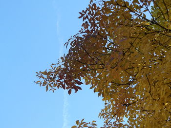 Low angle view of tree against sky