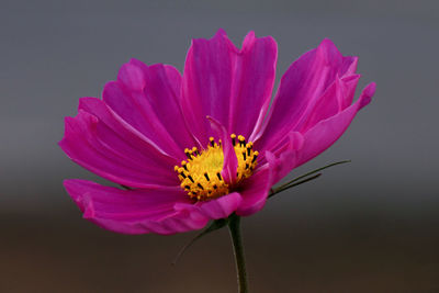 Close-up of pink cosmos flower against black background