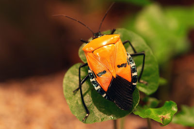 Close-up of insect on leaf