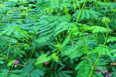 High angle view of flowering plants