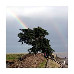 Rainbow over field