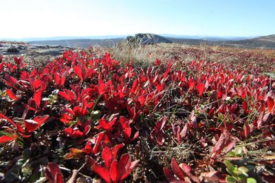 Close-up of red flowering plants on land