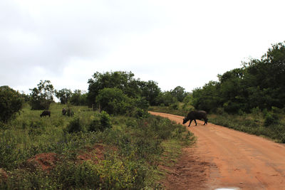 View of horses on road amidst trees