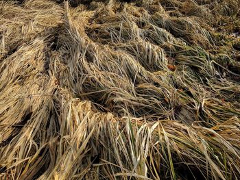 Full frame shot of wheat field