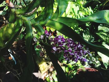 Close-up of purple flowering plants