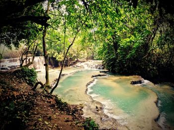 Stream flowing through forest