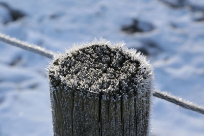 Close-up of frozen plant on wooden post