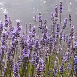 Close-up of purple flowers