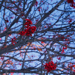 Low angle view of red berries on tree