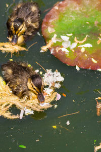 High angle view of ducklings swimming in lake