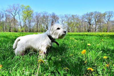 Dog in a field