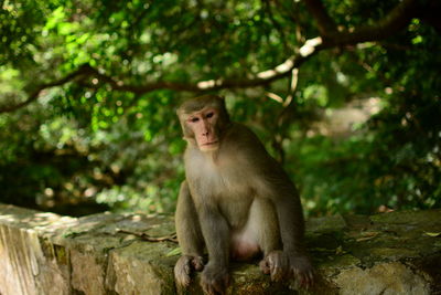 Monkey sitting on tree