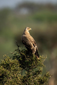 Tawny eagle turns head on sunlit bush