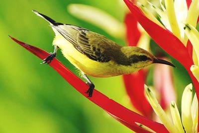 Close-up of bird perching on plant