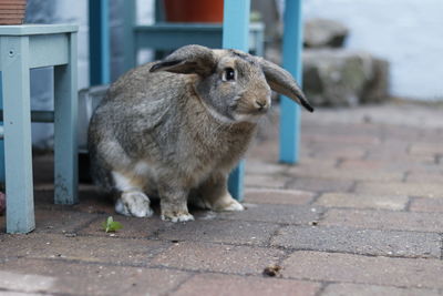 Bunny enjoying the freedom of the garden