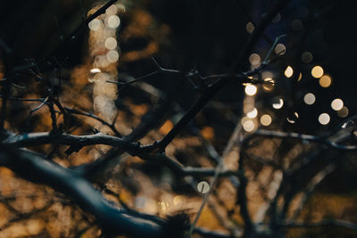 Close-up of illuminated bare tree at night