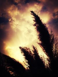 Low angle view of trees against cloudy sky