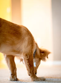 Close-up of dog standing on floor