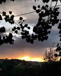 Close-up of silhouette tree against sky at sunset