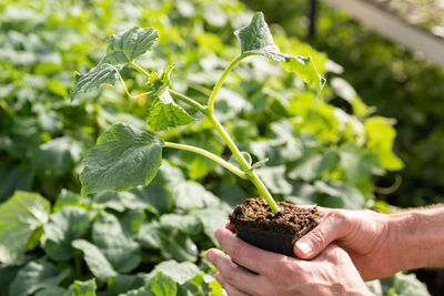 Man gardener holding pot of young seedling of cucumber in greenhouse, hotbed. 