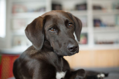 Close-up portrait of dog looking away