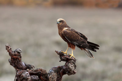 Close-up of bird perching on a tree