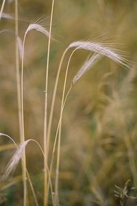 Close-up of flowers growing in field