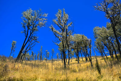 Trees on field against clear blue sky