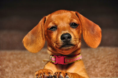 Close-up portrait of a dog