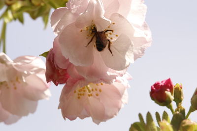 Close-up of insect on flowers