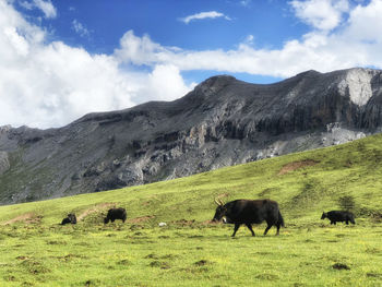 Yaks in grassland in fornt of the rock mountain blue sky