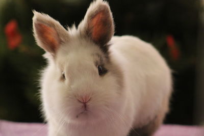 Portrait of rabbit on table