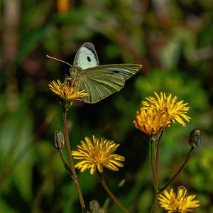 animal wildlife